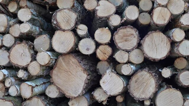 cut wood logs piled in a forrest
