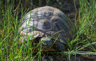 Old turtle in the forest. Age of turtles - concept.