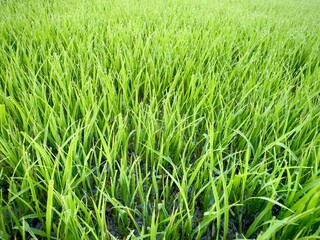 Lush Green Rice Seedlings in Agricultural Field Closeup View.