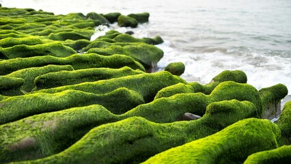 Algae on stones near the sea thrive in the moist, nutrient-rich environment provided by tidal waters.
