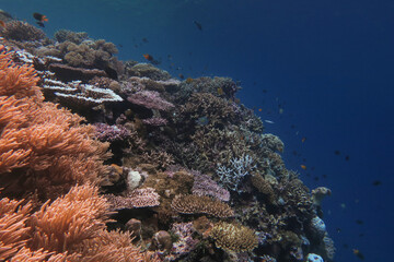 Colorful reef, abundance of hard and soft coral and sea fans in underwater world of tropical seas of Wakatobi national Park in Indonesia