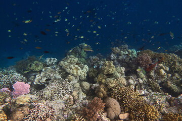 Colorful reef, abundance of hard and soft coral and sea fans in underwater world of tropical seas of Wakatobi national Park in Indonesia