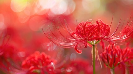 Red flowers of spider lilies bloom in the autumn season