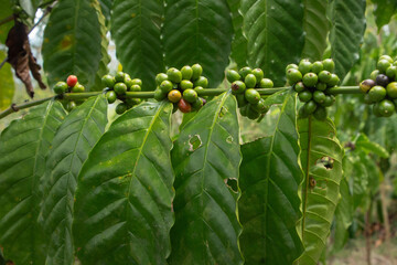 Berries and leaves of a coffee plant of a branch