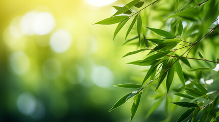 Obraz premium Bamboo leaves. The sun is shining through the leaves. Leaves are green and lush.