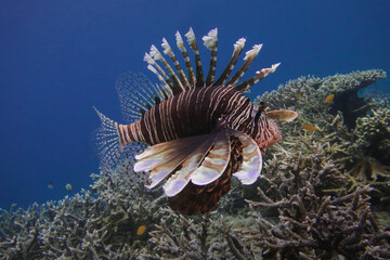 Pterois,  venomous marine fish, commonly known as lionfish in the waters of tropical sea of Indonesian archipelago