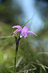 flower in the meadow