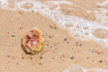 Lump of seaweed on the beach