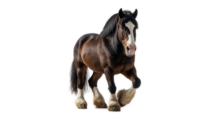 A brown Shire horse with white markings on a white background