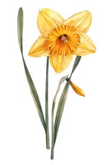 Vibrant Digital of a Daffodil Flower with Trumpet-Shaped Petals and Verdant Stem