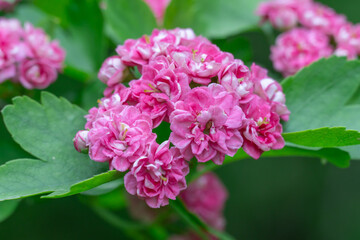 Red bunch flowers hawthorn pauls scarlet blooming in garden. Crataegus laevigata blossom in botanical park. Woodland pink mayflowers tree in springtime. Ornamental rosaceae family and medicinal plant.