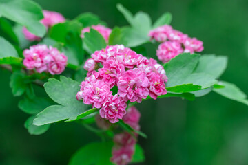 Red bunch flowers hawthorn pauls scarlet blooming in garden. Crataegus laevigata blossom in botanical park. Woodland pink mayflowers tree in springtime. Ornamental rosaceae family and medicinal plant.
