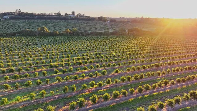 4K, aerial drone, macadamia nut trees, farm plantation orchard, golden sunrise dawn, agricultural farming land landscape, Wide Bay, Queensland, Australia