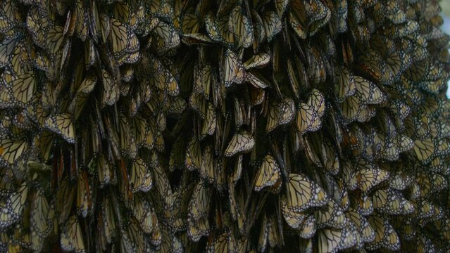Gathering of Mexican butterflies