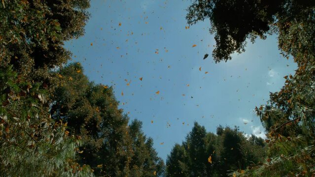 Many butterflies fly in the forest and the sun shines through the trees