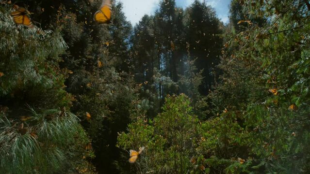 Many butterflies fly in the forest under the sun