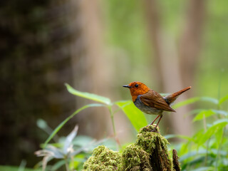 森の中で枯れ木に留まっているコマドリの雄