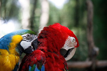 A colorful Macaw parrot grooms its companion in Bali, Indonesia.