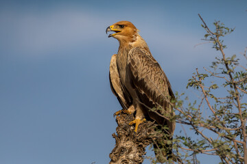 Majestic Steppe Eagle surveys its vast domain from a perch atop a weathered tree trunk. The light...