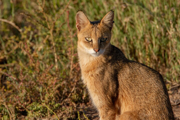 A solitary jungle cat emerges from the lush foliage, bathed in the soft light of dawn. 