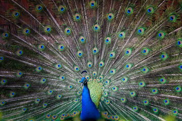 Obraz premium peacock with feathers out