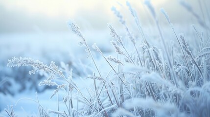 frosty grass dusted with snow in early winter morning subzero symphony