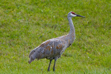 Fototapeta premium Sandhill Crane