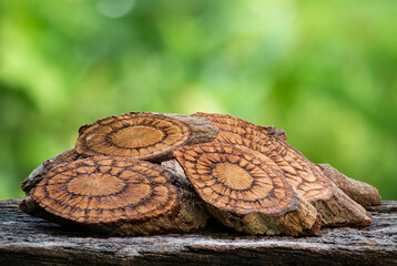 Ficus foveolata Wall wood dried slices on natural background.Thai local herbs.