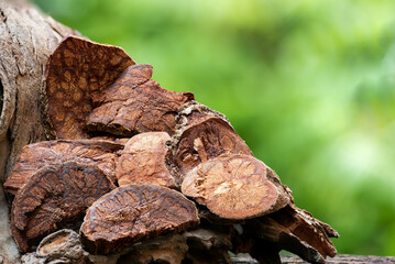 Bauhinia sirindhorniae wood dried slices on natural background.