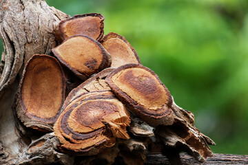 Knema angustifolia (Roxb.) Warb.wood dried slices on natural background.