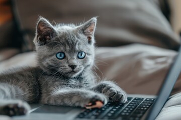 Beautiful russian blue cat with funny emotional muzzle lying on keyboard of notebook and relaxing in home interior on gray background. Breeding adorable gray kitten with blue eyes resting on laptop