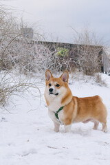 dog in snow