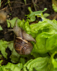 Slimy snails and slugs crawl across fresh salad leaves in a garden, causing destruction and invasion.