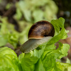 Slug snail eats salad in outdoor garden.