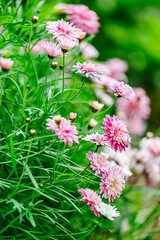 Chrysanthemum flowers