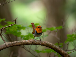森の中で枝に留まっているコマドリの雄
