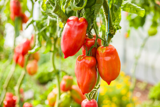 Ripe Bellandine tomatoes growing in a greenhouse, UK - Powered by Adobe