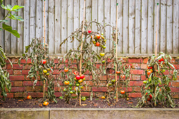 Tomato blight, tomato plants wilt disease in garden, UK