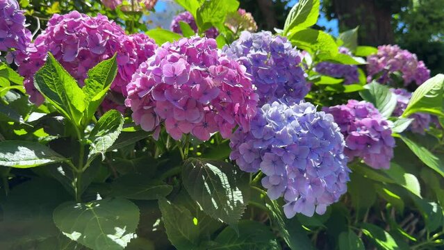 Vibrant hydrangeas bloom under the summer sun, with lush green leaves in the background