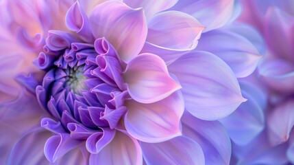 Close up Image of Lavender Colored Fringed Dahlia Flower Floral Theme