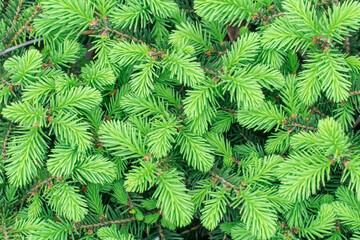 Green spruce shoots in forest close-up. Sprout of branch evergreen coniferous tree in springtime. Young fresh spruce twig and needles. Photo wallpapers in green colors background