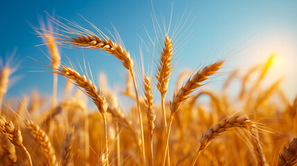 Close-up of golden wheat ears in a field, sunlight illuminating the grains, rich and abundant harvest, clear blue sky background  - Powered by Adobe