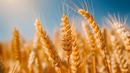 Close-up of golden wheat ears in a field, sunlight illuminating the grains, rich and abundant harvest, clear blue sky background 
