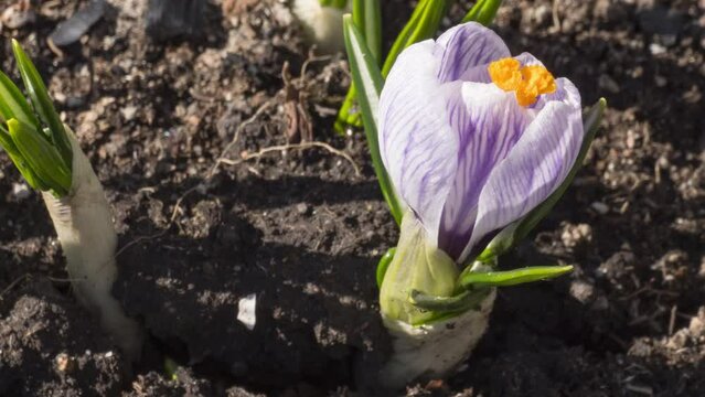Time lapse of spring lilac flower crocus blooming. Bud opening and closing in the sun. Spring primrose in the garden