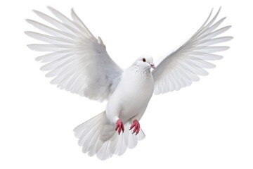 White pigeon animal flying bird.