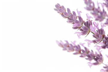 flower Photography, Lavandula angustifolia, copy space on right, Close up view, Isolated on white Background