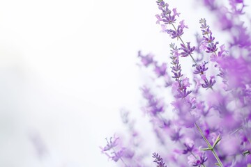 Obraz premium flower Photography, Lavandula angustifolia, copy space on right, Close up view, Isolated on white Background