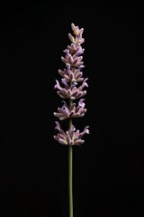 Obraz premium flower Photography, Lavandula pinnata, copy space on right, Close up view, Isolated on black Background
