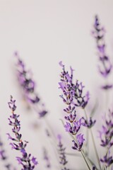 Naklejka premium flower Photography, Lavandula pinnata, copy space on right, Close up view, Isolated on white Background