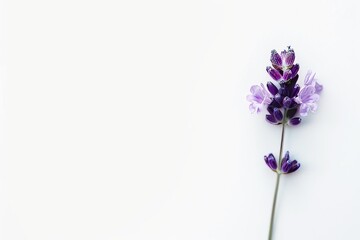 Obraz premium flower Photography, Lavandula pinnata, copy space on right, Close up view, Isolated on white Background